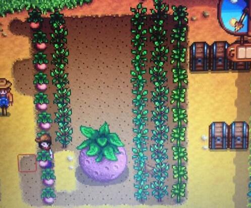 星露谷物語stardew valley巨型植物怎么做 巨型植物種植方法