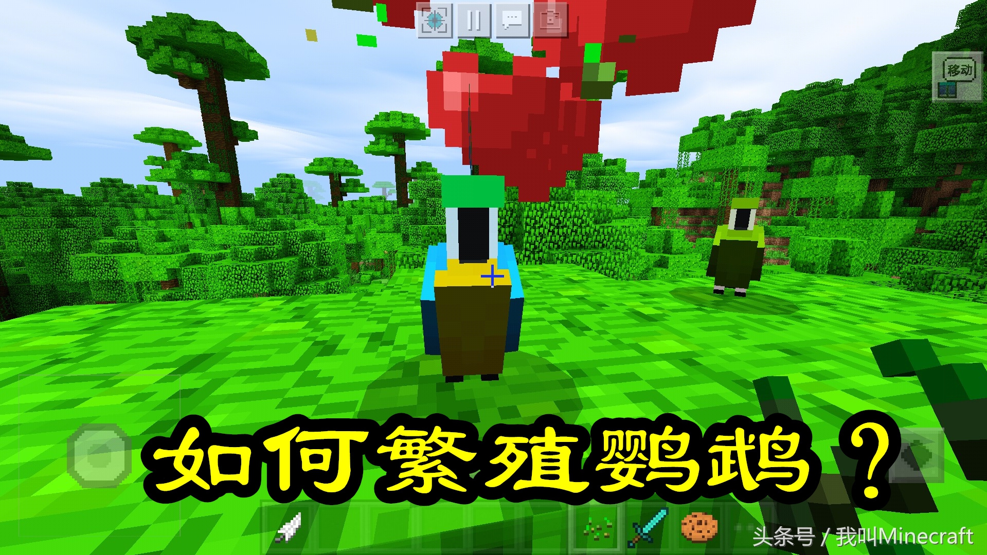 我的世界：鸚鵡你不知道的6個小秘密，曲奇：我到底經歷了什么？