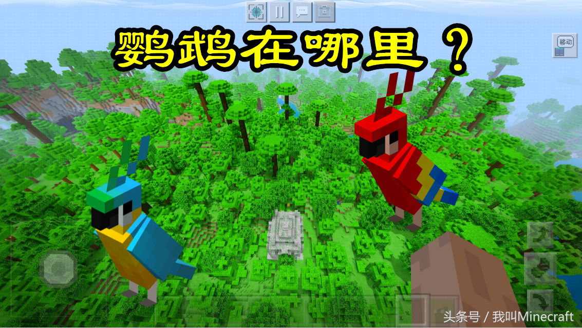 我的世界：鸚鵡你不知道的6個小秘密，曲奇：我到底經歷了什么？