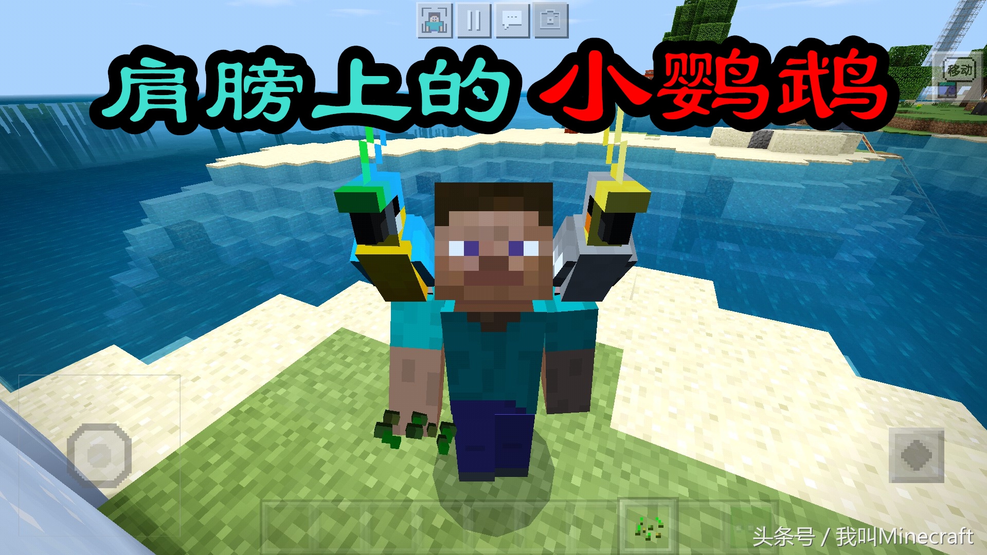 我的世界：鸚鵡你不知道的6個小秘密，曲奇：我到底經歷了什么？