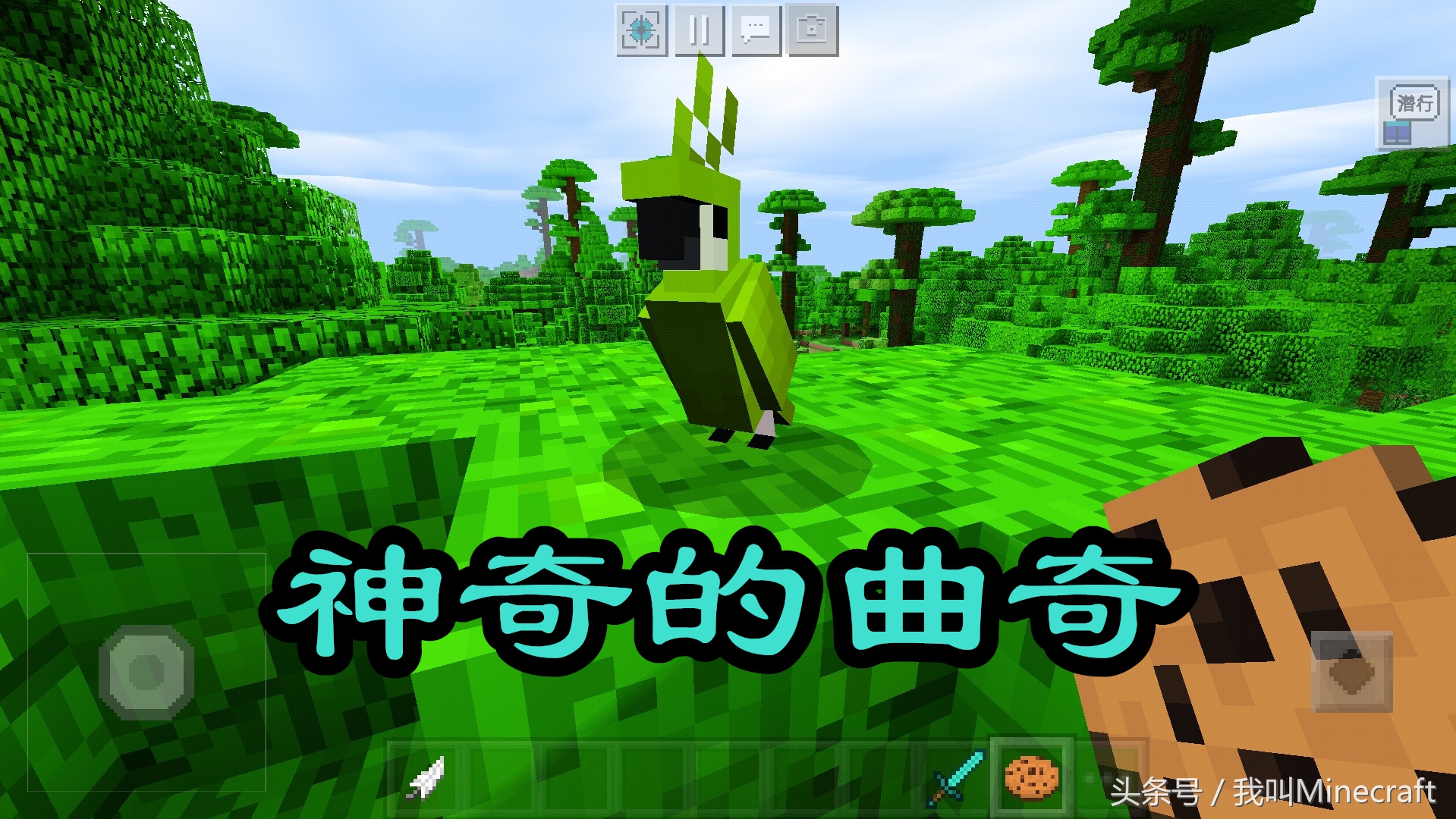 我的世界：鸚鵡你不知道的6個小秘密，曲奇：我到底經歷了什么？