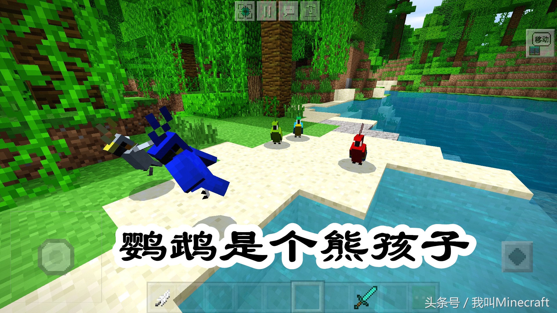 我的世界：鸚鵡你不知道的6個小秘密，曲奇：我到底經歷了什么？