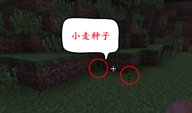小麥種子怎么獲得怎么種植小麥圖文攻略