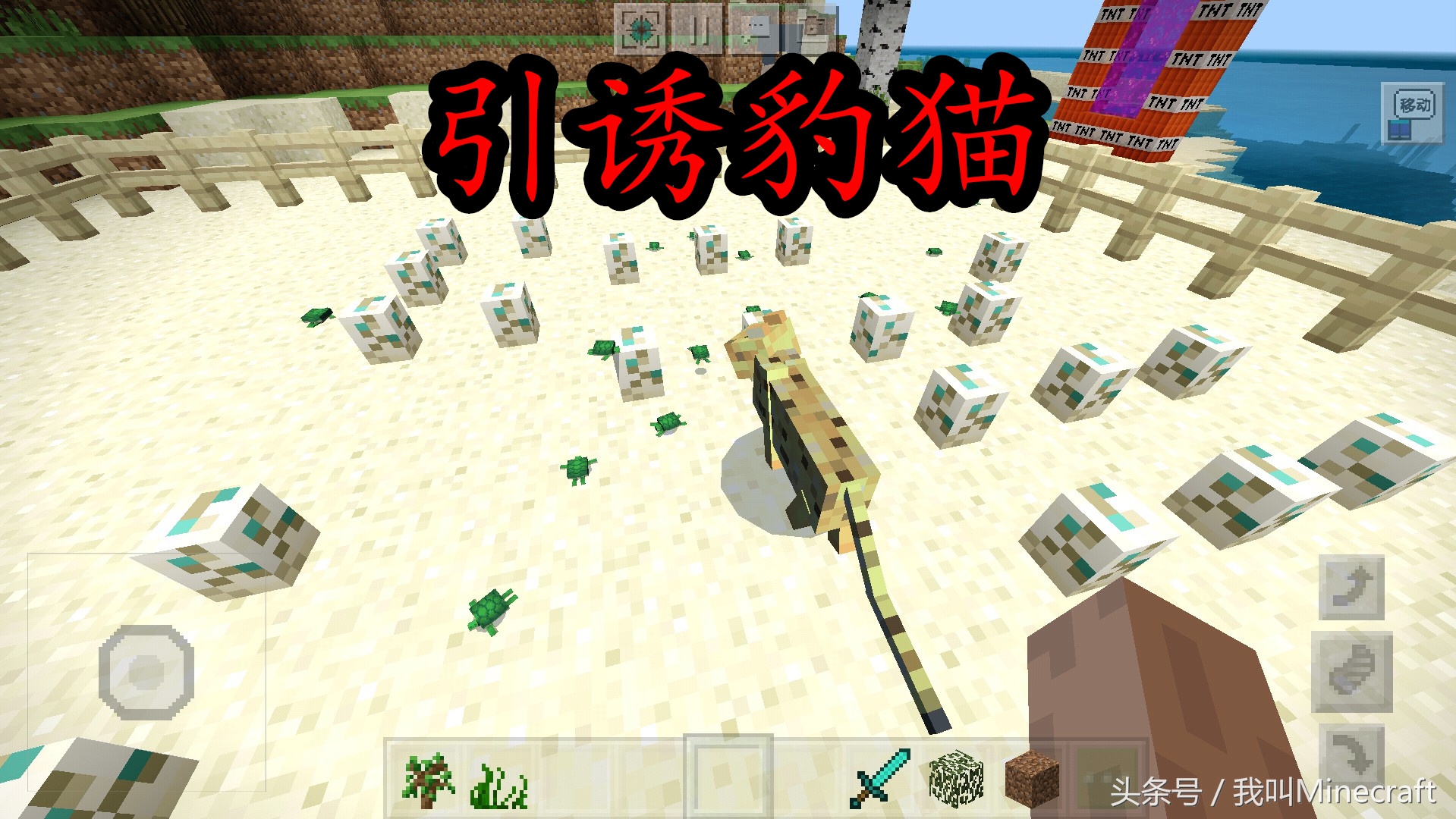 我的世界：如何“科學”馴服豹貓？萌新只會喂魚，老MC卻這樣做！