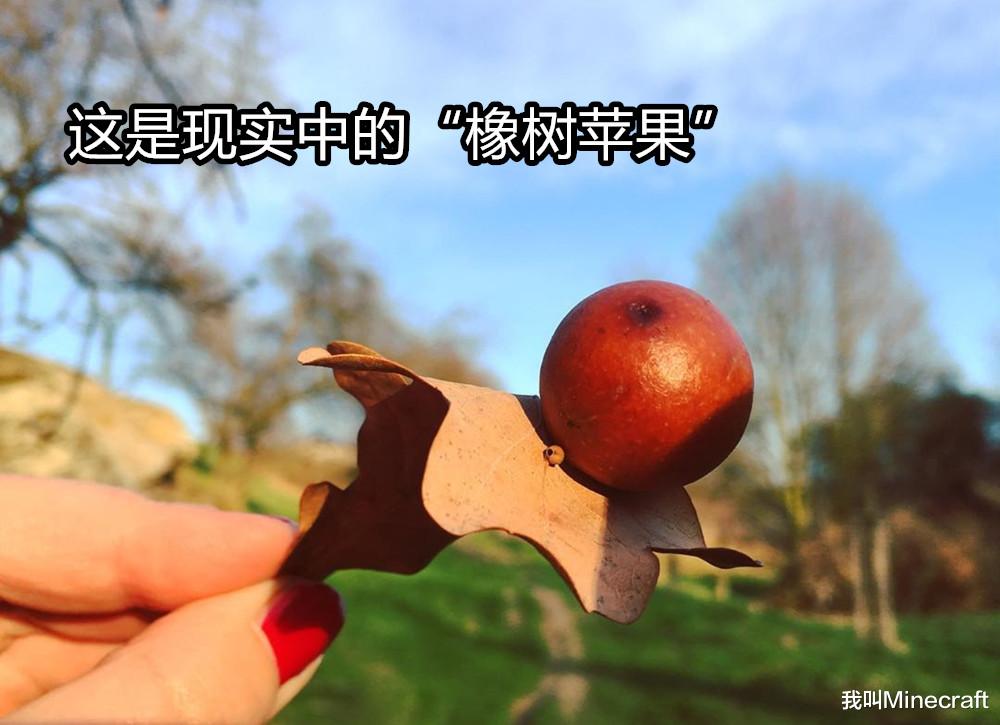 mc版十萬個為什么：《我的世界》為什么蘋果會長在“橡樹”上？