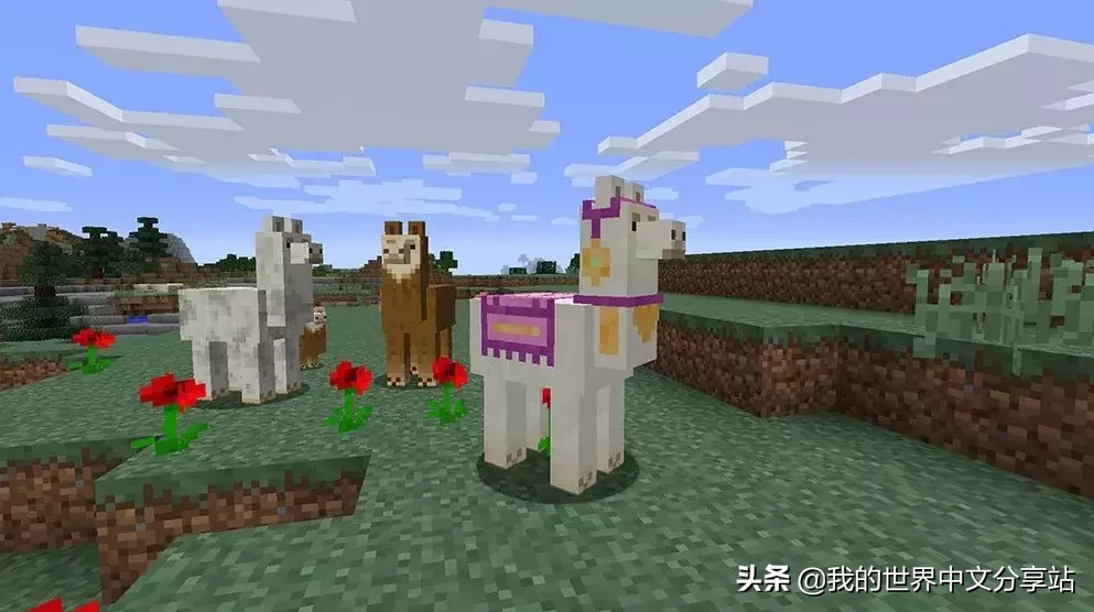 《我的世界》如何馴服和騎羊駝？