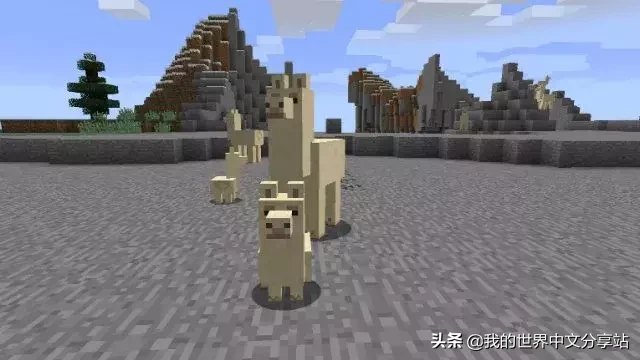 《我的世界》如何馴服和騎羊駝？