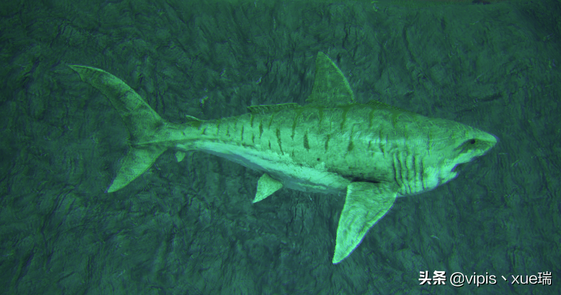 方舟生存進化生物篇—巨齒鯊