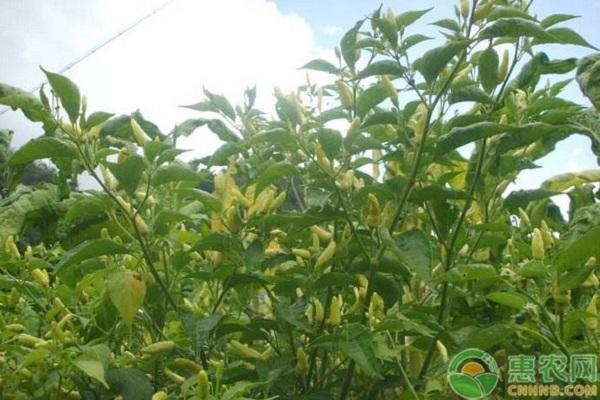 現在農村做什么生意才賺錢？推薦三個前景好的項目給您！
