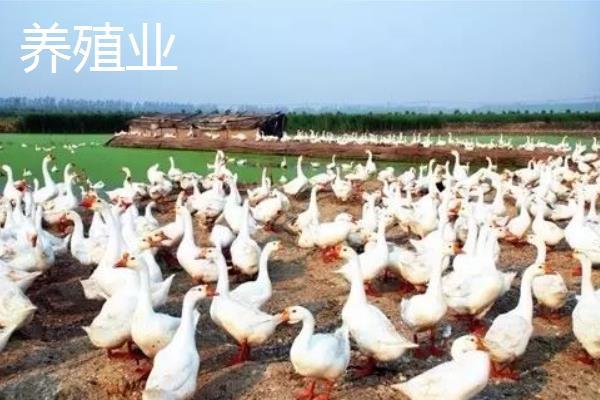 5萬元能在農村做些什么 6個農村5萬元創業項目推薦