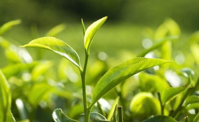 茶葉品牌策劃應該怎么做，茶葉品牌營銷策劃方案?