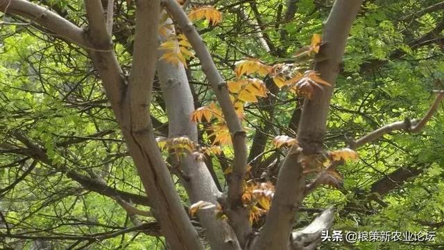 盤點4個適合農村創業的好項目，2020年回村干這些