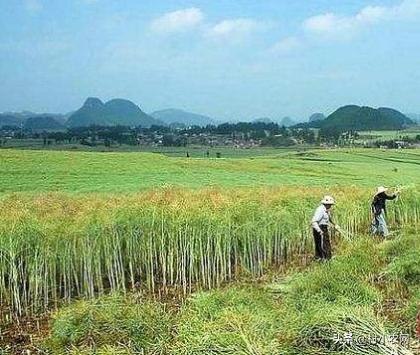 誰說農村創業不靠譜，很多人都回村發展種植業！到底種啥才賺錢？