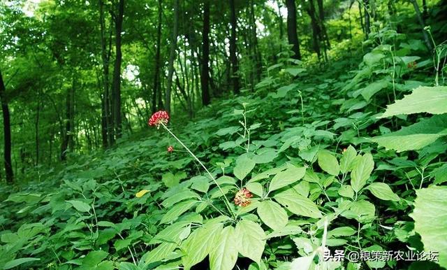 盤點4個適合農村創業的好項目，2020年回村干這些