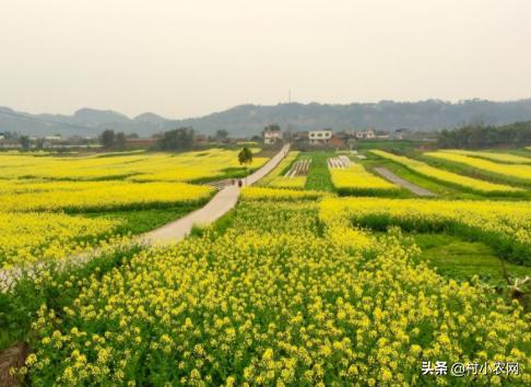 誰說農村創業不靠譜，很多人都回村發展種植業！到底種啥才賺錢？