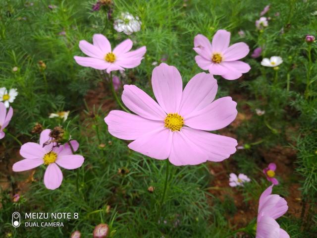 擁有的亮點，足以讓你花錢去買！魅族 Note8 詳細評測