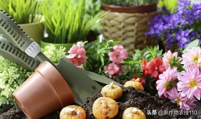 農村這9個創業項目，本錢少，有“錢途”，你鐘意哪一個？