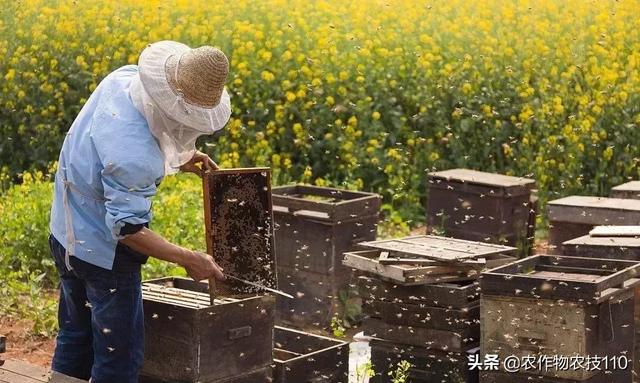 農村這9個創業項目，本錢少，有“錢途”，你鐘意哪一個？
