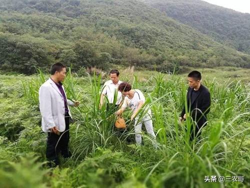 適合農民百姓創業的7個小本項目，做起來，收入呈正增長