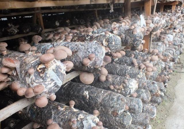 農民創業致富的幾個好項目，選對方法和道路，一樣可以發家致富