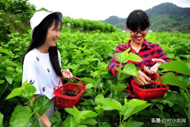回鄉創業的人越來越多，這10個農村致富項目，第1個很多人都能干