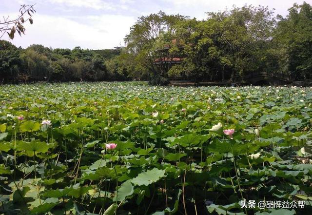 如何做好網絡推廣的營銷策劃方案？
