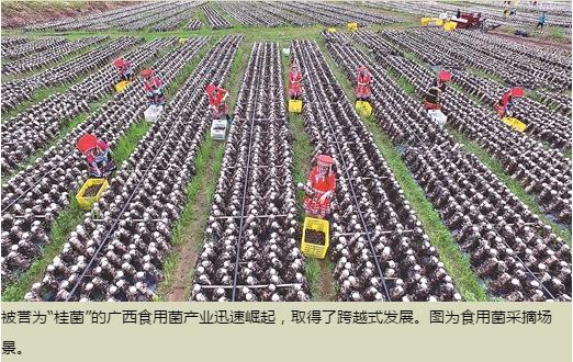 中國農技推廣的“廣西現象”
