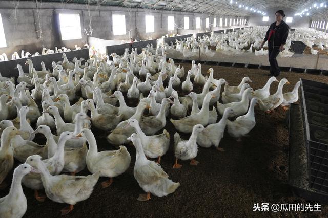 農民工返鄉可以做什么？農民工返鄉創業有哪些好項目？