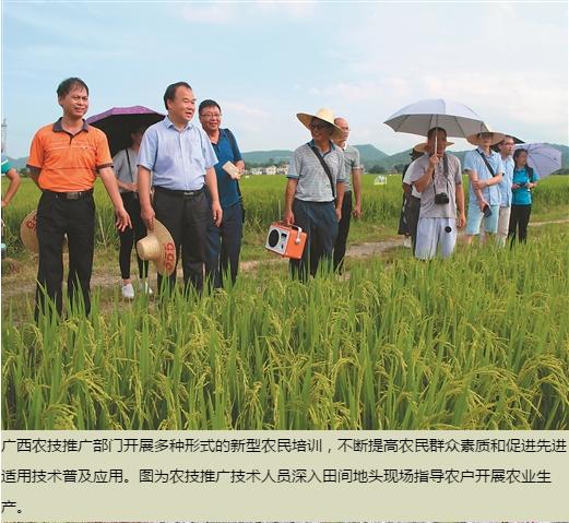 中國農技推廣的“廣西現象”