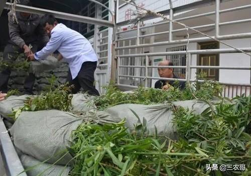 適合在農村做的25個項目，發家致富不是難事