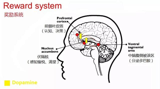 為什么刷抖音會上癮？
