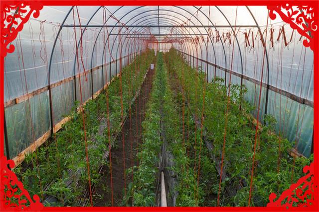 在農村一年收入20萬，這樣的項目現在還有哪些？推薦幾個供參考