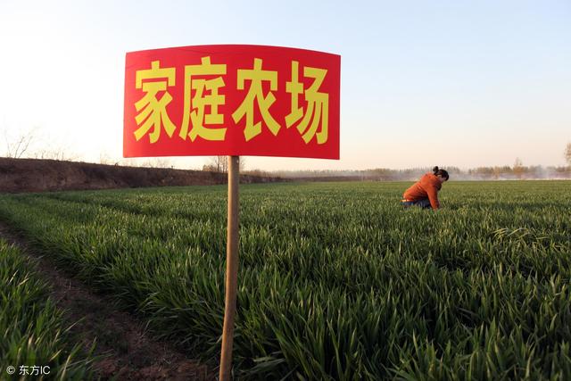 農村現在干什么掙錢？農民朋友可以看看這10個好點子