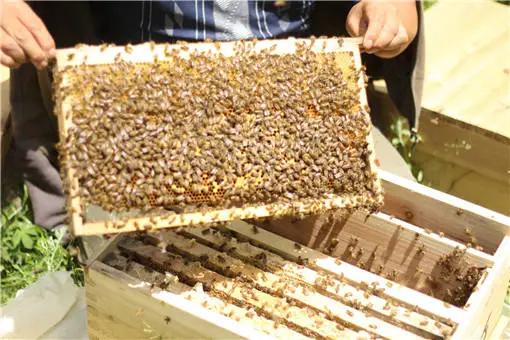 2020年小成本在家養殖養什么？這4個項目很賺錢！基本不愁銷路