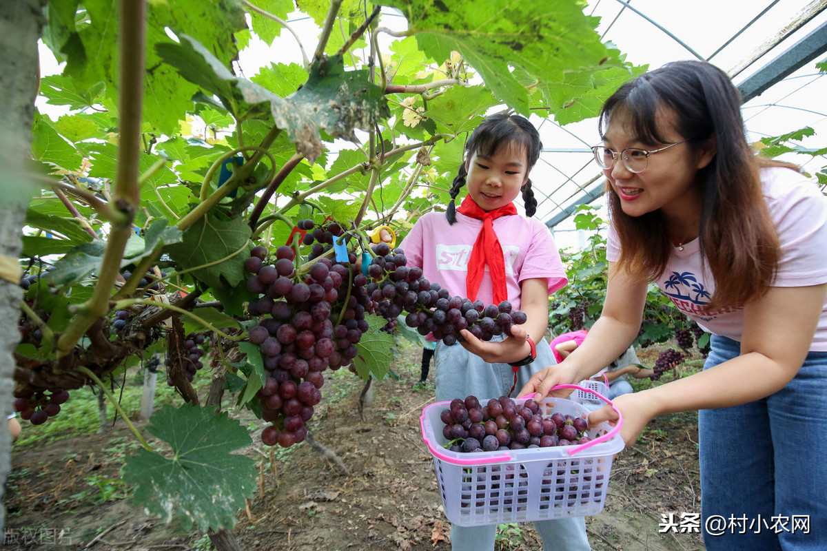 如今農村干什么賺錢？這6個農村致富項目，第5個零成本你也能干