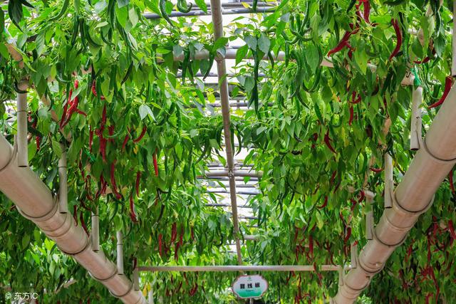 農村五種新型農業種植技術，其中一種很新穎，知道的人很少