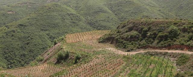 山上適合種植什么？這5種植物經濟效益高