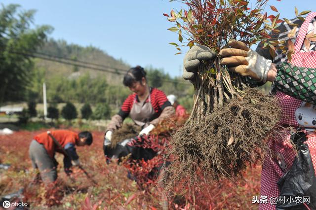 農村干什么賺錢呢？在農村這些賺錢渠道，只不過你沒有發現而已