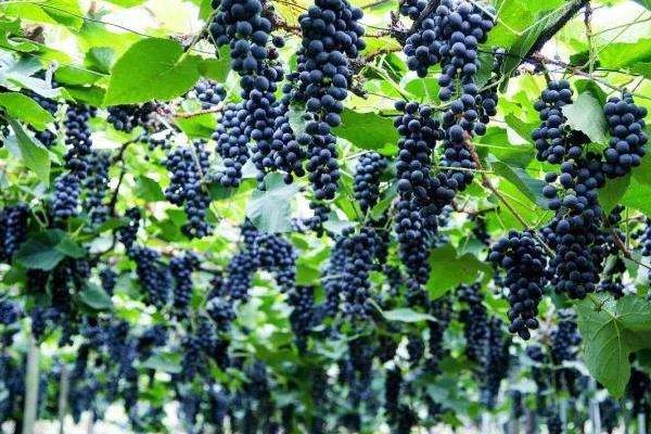 山上適合種植什么？這5種植物經濟效益高