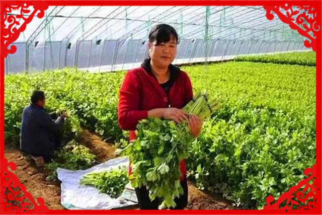 目前農村種植什么最有前景、比較賺錢呢？這幾種都不錯，建議考察