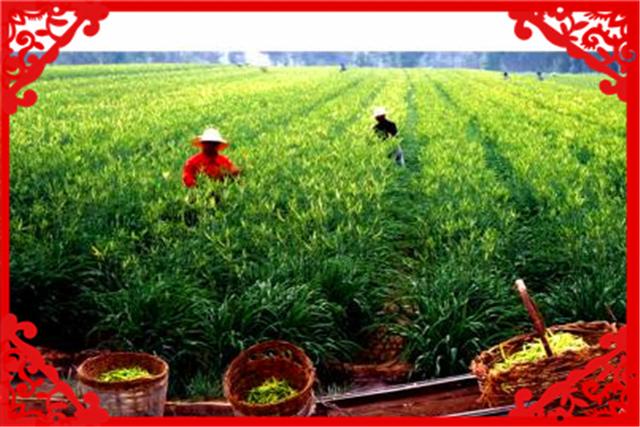 目前農村種植什么最有前景、比較賺錢呢？這幾種都不錯，建議考察