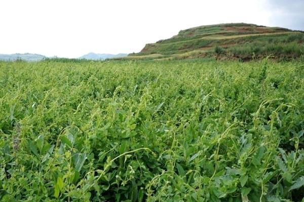 山上適合種植什么？這5種植物經濟效益高