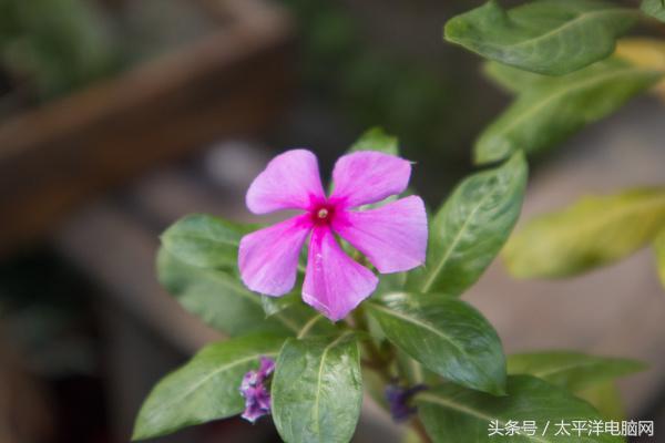 年輕玩家的第一臺單電相機！佳能EOS M100評測