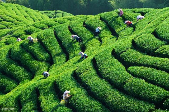 農村五種新型農業種植技術，其中一種很新穎，知道的人很少