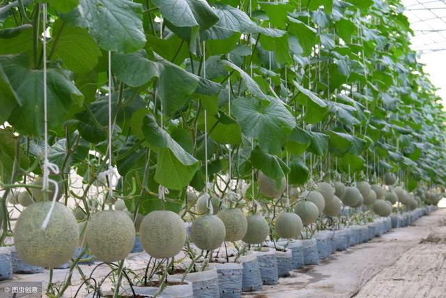 農村五種新型農業種植技術，其中一種很新穎，知道的人很少