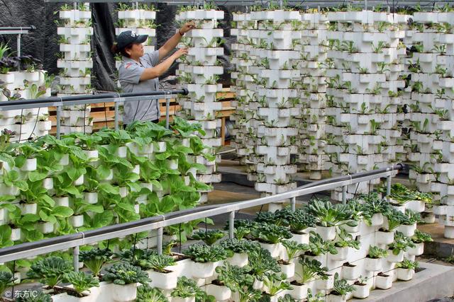 農村五種新型農業種植技術，其中一種很新穎，知道的人很少