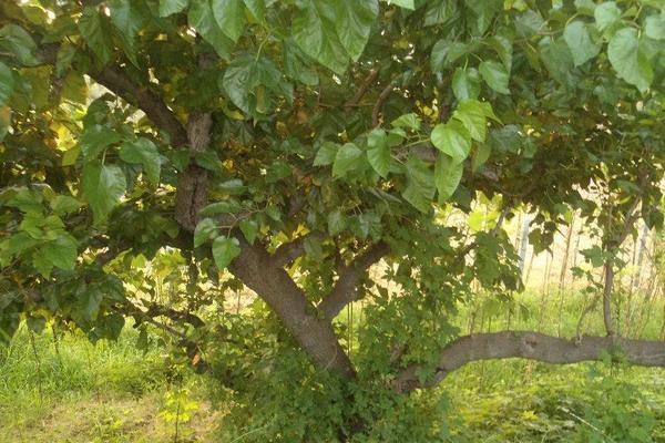 山上適合種植什么？這5種植物經濟效益高