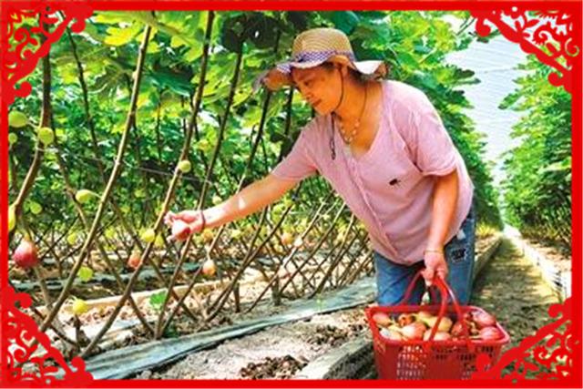 目前農村種植什么最有前景、比較賺錢呢？這幾種都不錯，建議考察
