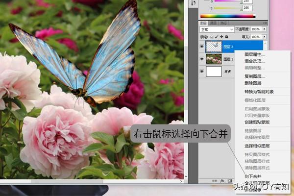 Photoshop入門到精通：圖層基本操作，向下合并和合并可見圖層