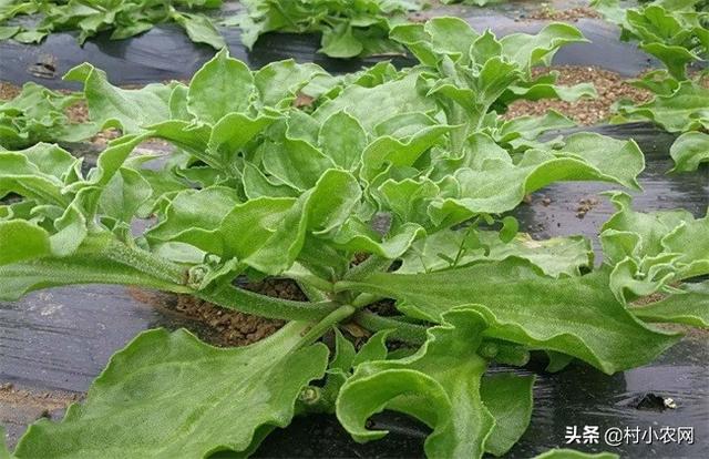 進入2020年，農村適合種植什么呢？一起看看8種較賺錢的種植項目